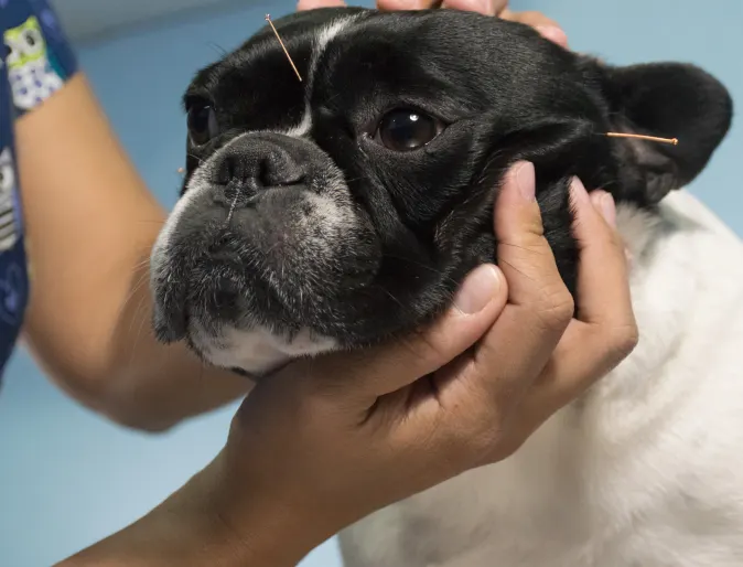 Dog getting acupuncture